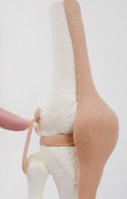 Knee/Hip replacement 
